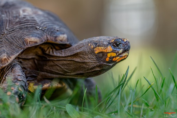 A Cupulatta in Vero, the City of Turtles
