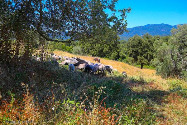 Fromagerie : Fromagerie d'Arghjusta Muricciu, Argiusta Moriccio - Corse