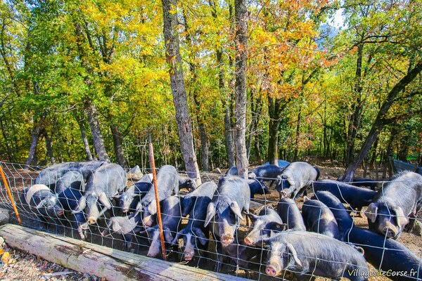 Charcuterie : Charcuterie U Paese, Vivario - Corse