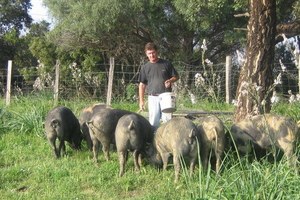 Breeder producer - Charcuterie Piazzoli Jean-Pascal