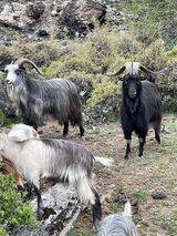 Goats