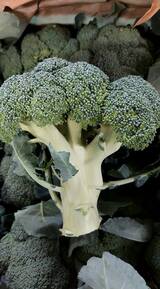 Broccoli