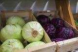 Organic red and green cabbages - Fresh vegetables La Roulotte - Furiani, Corsica