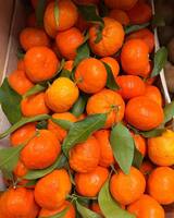 Clementine corse