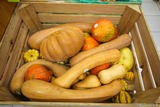 Organic Squashes Store