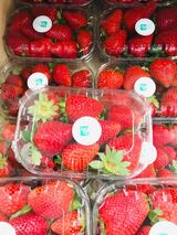 Fragole Bio