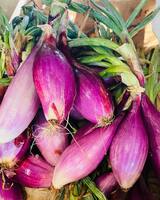 Cipolle fresche bio negozio