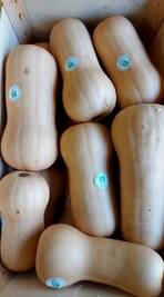 Zucca butternut