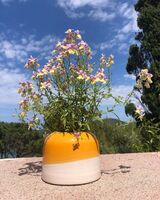 Pot à Fleurs