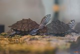 Tortues A Cupulatta Vero