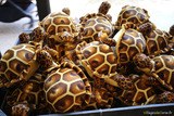 Peluches tortues parc