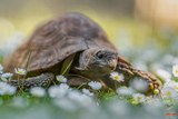 Tortue A Cupulatta Vero