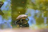 Rotwangen-Schmuckschildkröte