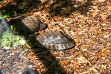 Tartaruga marginata - A Cupulatta ad Ajaccio in Corsica