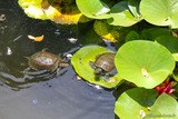 European Pond Turtle