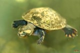 A Cupulatta Vero Freshwater Turtle