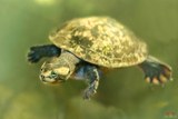 A Cupulatta Vero Süßwasserschildkröte