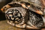 Süßwasserschildkröte - A Cupulatta Vero