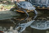 Tortue Eau Douce A Cupulatta Vero