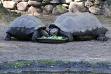 Tartaruga gigante delle Seychelles - A Cupulatta ad Ajaccio in Corsica