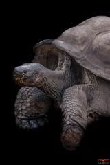 Seychellen-Riesenschildkröte - A Cupulatta Vero
