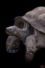 Tortue Géante Des Seychelles - A Cupulatta Vero