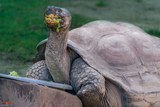 Seychellen-Riesenschildkröte - A Cupulatta Vero