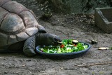 Tartaruga gigante delle Seychelles - A Cupulatta a Vero, Corsica del Sud