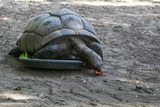 Tartaruga gigante delle Seychelles - A Cupulatta a Vero, Corsica del Sud
