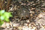 Hermann's Turtle