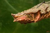 Tortue Matamata A Cupulatta Vero