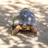 Tartaruga raggiata - A Cupulatta ad Ajaccio in Corsica