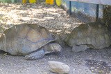 Carved Park Turtle
