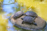 Tortue trachemyde a tempes jaunes parc