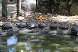 Tortues emyde chinoise à cou rouge