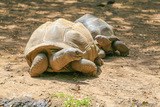 Seychelles Giant Turtles