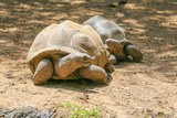 Tortues géantes des Seychelles