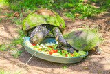 Schildkröten am Tisch