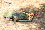 Turtles eating