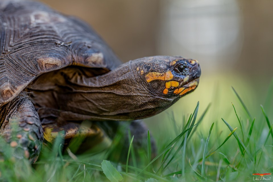 Parc zoologique A Cupulatta - Animaux - Corse