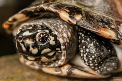 Tortue d'eau douce - A Cupulatta Vero