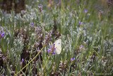 Lavanda