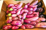 Aubergines Bio