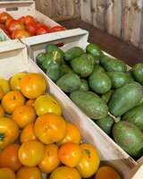 Avocado biologici - Produzione locale L'Ortu di San Ghjuvà - Corsica