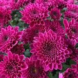 Chrysantheme Disbud Aragon