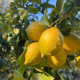 Limoni bio di Corsica - Agricoltore L'Ortu di San Ghjuvà - Cauro