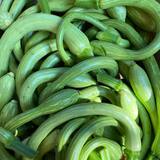 Courgettes Trompettes