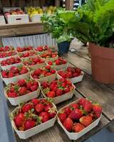 Fragole bio di Corsica - L'Ortu di San Ghjuvà - Produttore locale