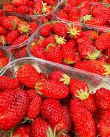 Fraises - Maraîcher Bio L'Ortu Di San Ghjuvà - Cauro, Corse