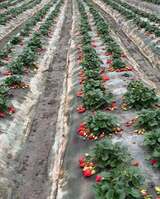 Fraisiers - Maraîcher Bio L'Ortu Di San Ghjuvà - Cauro, Corse